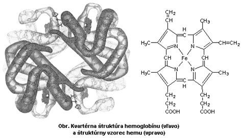 Molekula hemoglobínu a jej štruktúra