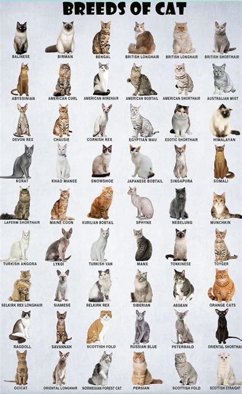 Graphic showing age ranges for cat sexual maturity by breed type
