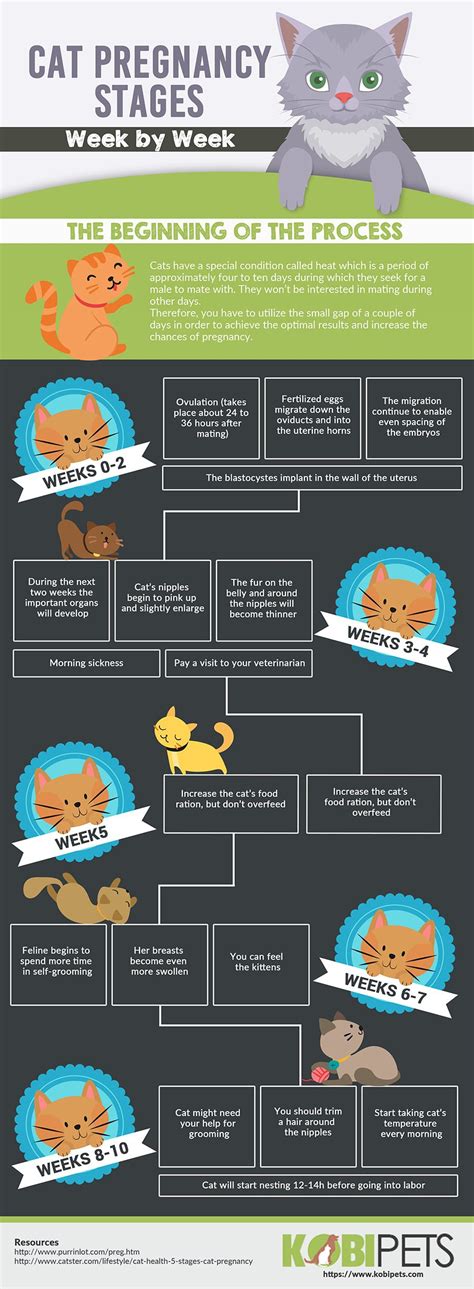Timeline of cat pregnancy development with key milestones