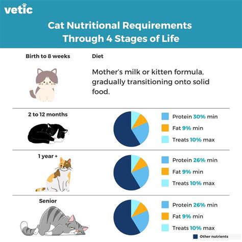 Infographic on nutritional needs for pregnant and lactating cats