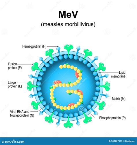 Štruktúra vírusu Morbillivirus