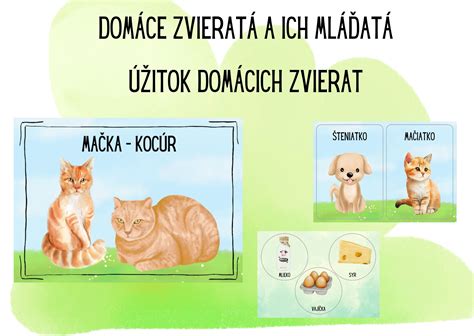 hygienické návyky pri starostlivosti o domáce zvieratá