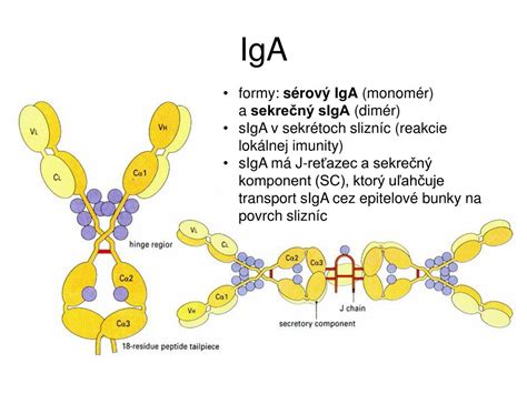 Schéma štruktúry protilátky IgA v slizniciach