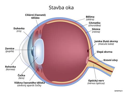 Detailná štruktúra oka a miesto pôsobenia Tobradexu
