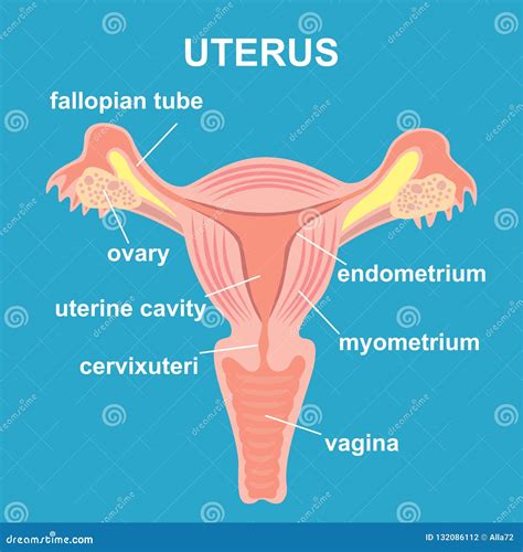 Graphic of female reproductive organs showing the hymen