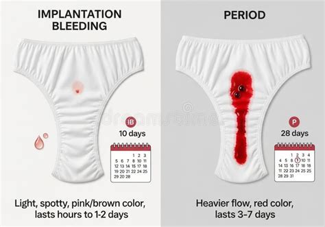 Graphic comparing implantation bleeding to menstrual bleeding