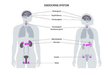 Porovnanie hormonálneho a nehormonálneho telieska