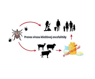 Schéma prenosu kliešťovej encefalitídy