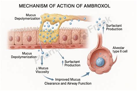 Mechanism of action of ambroxol in airways