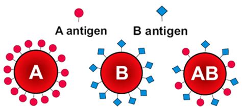 Diagram znázorňujúci antigény A a B na červených krvinkách a protilátky v plazme pre každú krvnú skupinu