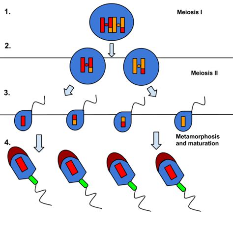 zobrazenie procesu spermatogenézy v semenníkoch
