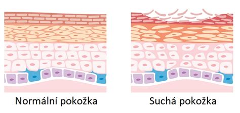 Štruktúra detskej pokožky vs. pokožka dospelého