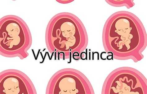 diagram znázorňujúci asynchrónny vývin dieťaťa