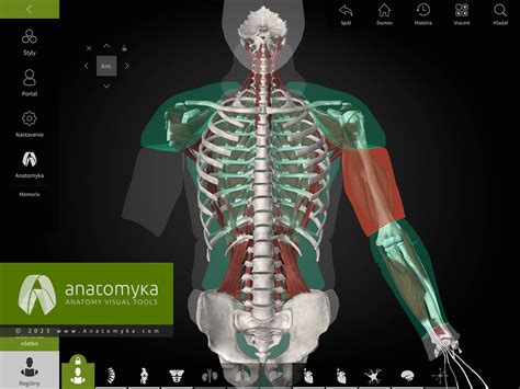 zobrazenie ženskej anatómie a konceptu transplantačnej medicíny