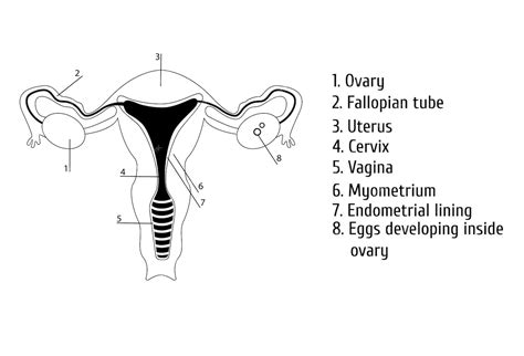 anatomická schéma ženského reprodukčného systému