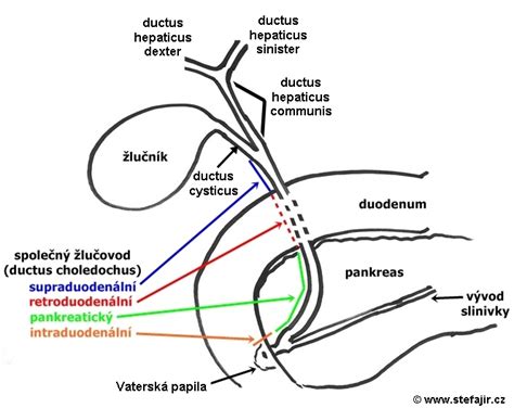 Anatomický nákres vaginálneho vchodu a rôznych tvarov hymenu