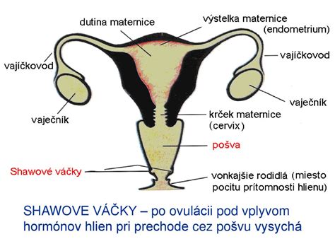 anatomická schéma ženských pohlavných orgánov znázorňujúca polohu a rôzne typy hymenu