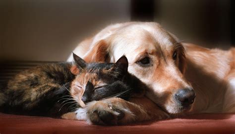 Pes a mačka pri veterinárnej prehliadke