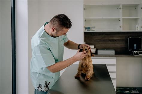 Veterinár s mikroskopom v laboratóriu