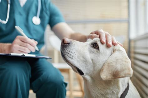 Veterinár a majiteľ diskutujúci o pláne liečby