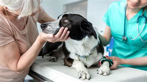 Majiteľ hladí svojho psa pri veterinárovi