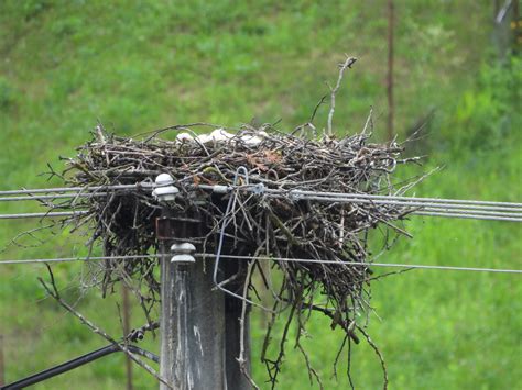 Ilustrácia králičieho hniezda s mláďatami