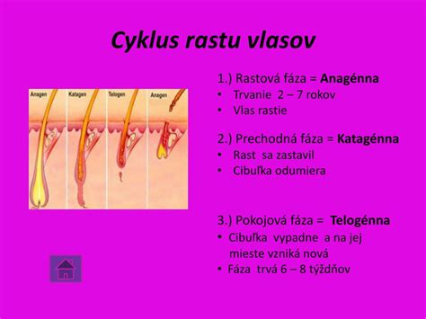 cyklus rastu vlasu