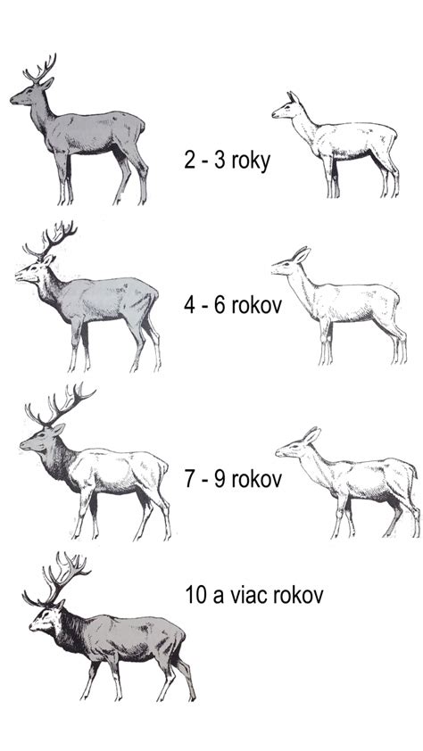 Dôležitosť selektívneho odstrelu srnčiat pre zdravú populáciu