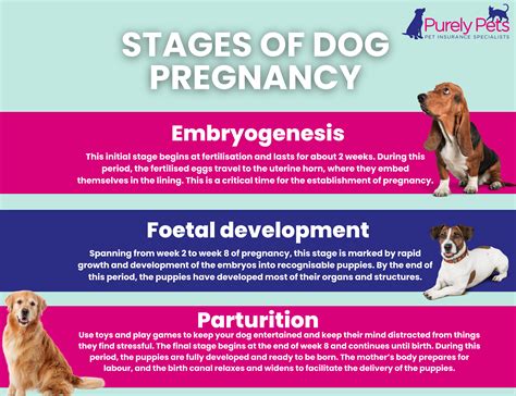 Stages of canine pregnancy