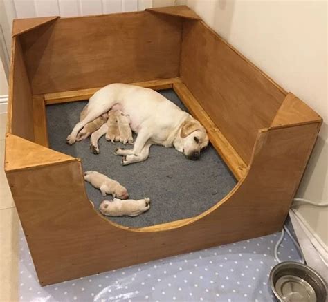 Prepared whelping box with warm bedding
