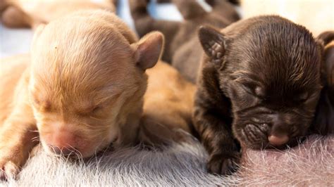 Newborn puppies with their mother