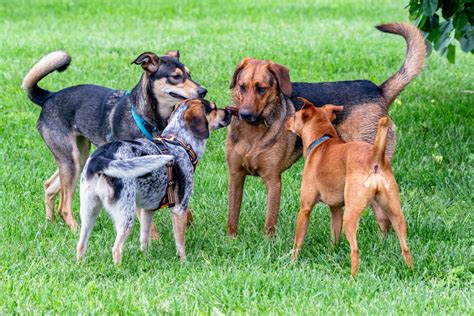 Puppies playing and socializing