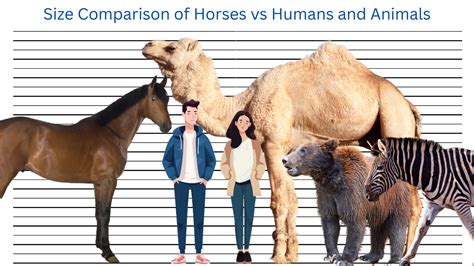 Comparison of human and animal newborn dependency