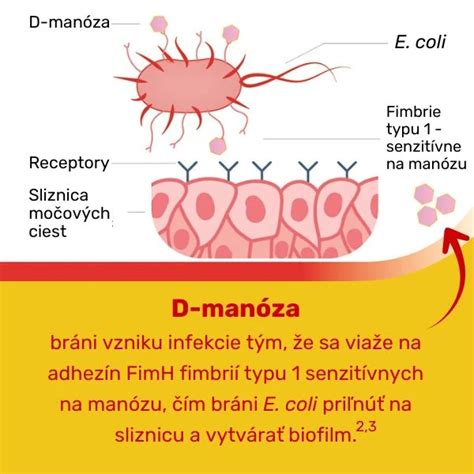 Schéma: D-manóza blokuje prichytávanie E. coli na steny močových ciest