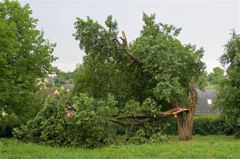 Zlomený strom a poškodené elektrické vedenie po búrke