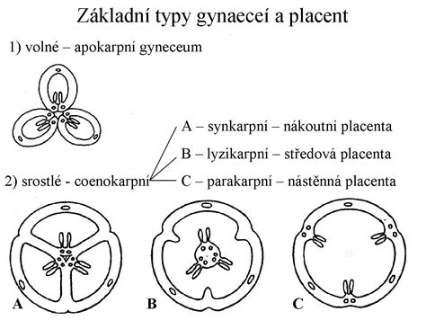 Typy uloženia placenty