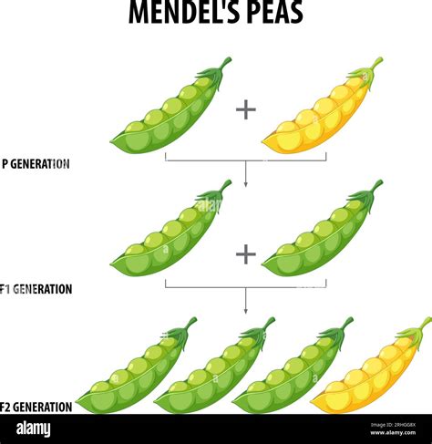 Gregor Mendel a hrach