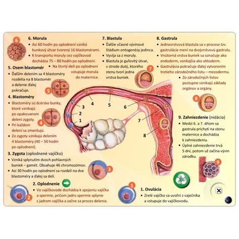 Infografika o ženských pohlavných orgánoch