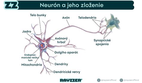 Ilustrácia znázorňujúca mozog a neuróny.
