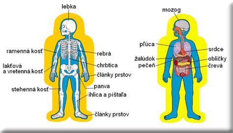 Vplyv obezity na ľudské orgány a pridružené ochorenia