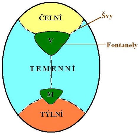 Schema fontanely na detskej lebke