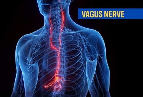 Diagram: Nervus Vagus a jeho spojenia v tele