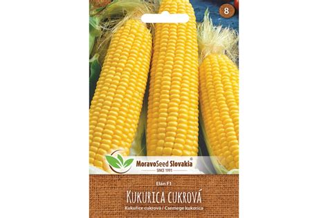 Zrná kukurice na klasoch