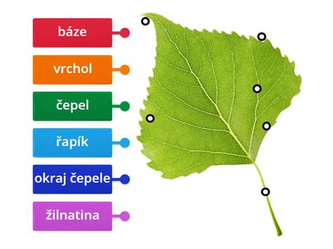 Diagram štruktúry odporúčacieho listu