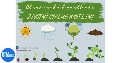 Životný cyklus rastliny s rodozmenou