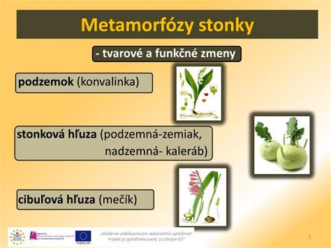 Príklady vegetatívneho rozmnožovania (podzemok, cibuľa, poplaz)