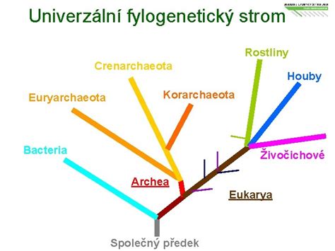 Fylogenetický strom rastlín