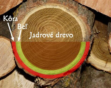 Základná štruktúra a funkcie kmeňových buniek