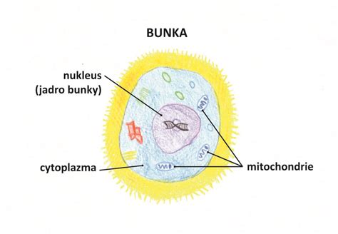 Mitochondrie ako zdroj energie pre bunku