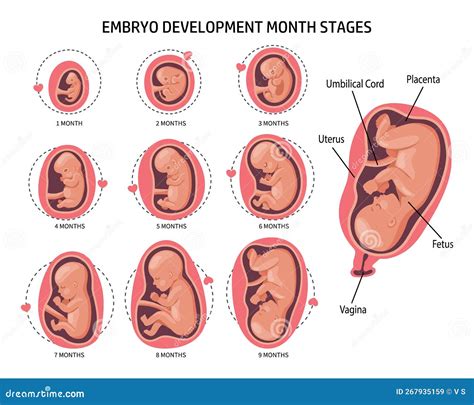 Embryo vo vaku s placentou